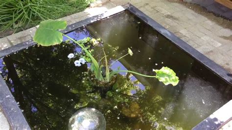 Minnows in the pond - YouTube