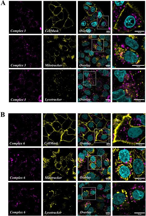 Confocal microscopy images of A549 cells incubated with complex 3 (A ...