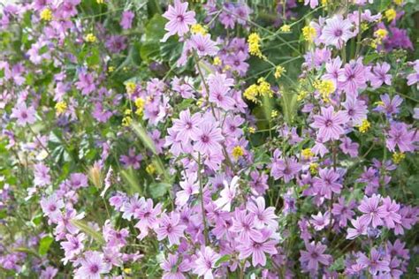 Malva sylvestris (Common Mallow)