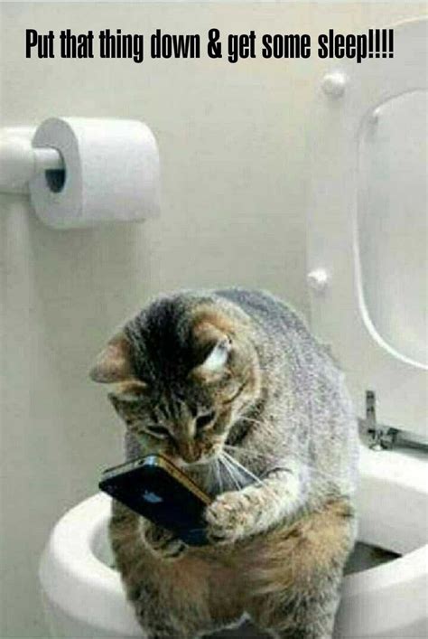 Hard to unplug...Goodnight my friend...sweet dreams | Funny cat pictures, Funny animal memes ...