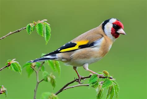 8 Famous Garden Birds Of Ireland - WorldAtlas