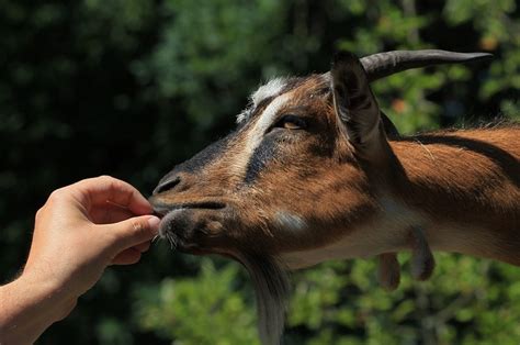 How Much to Feed a Pregnant Boer Goat - Edwards Poicheir