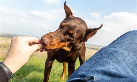 4 Top Doberman Training Tips—Plus Guides to Potty Training, Obedience ...