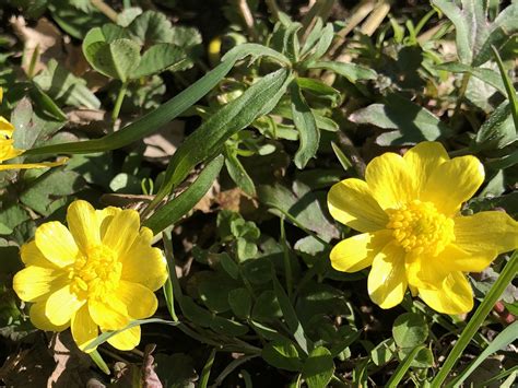 Wisconsin Wildflower | Early Buttercup | Ranunculus fascicularis