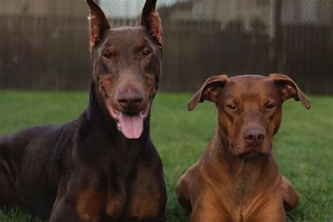 Doberman Pitbull Mix: An Ultimate Guide To This Crossbreed