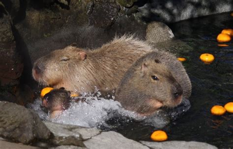 How Did Capybaras Become Japan’s Favorite Animal?