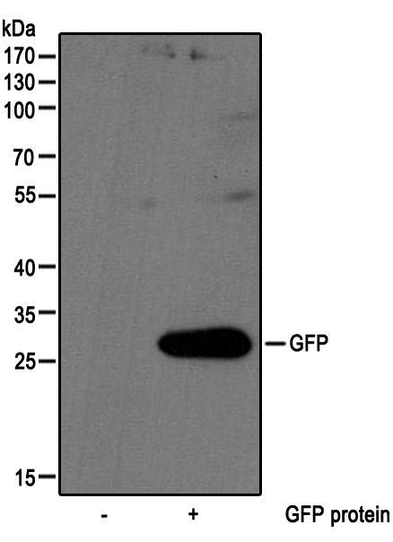 Anti-GFP tag Rabbit mAb