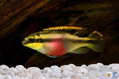 Kribensis Cichlid Breeding ( Succuecsful Breeding Facts )