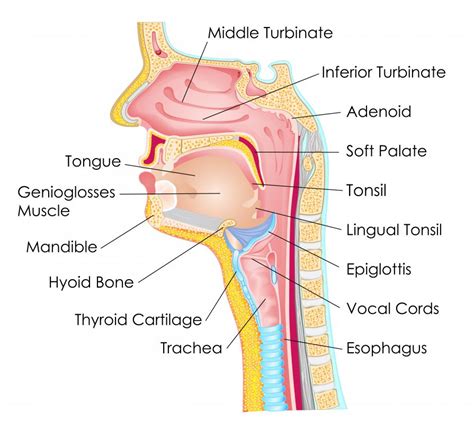 What Is the Role of the Esophagus in the Digestive System?