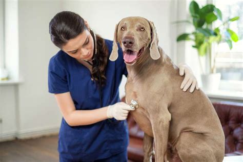 Weimaraner Dog Pancreatitis Symptoms - Weimaraner Puppies