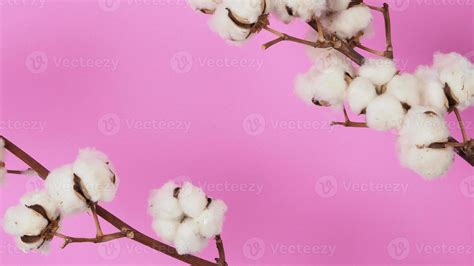 Natural Cotton flowers. white cotton balls flower branches and pink background. 5223825 Stock ...