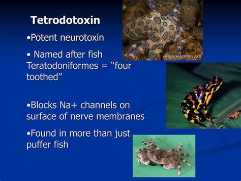 PPT - Tetrodotoxin produced by Pufferfish PowerPoint Presentation, free download - ID:43671