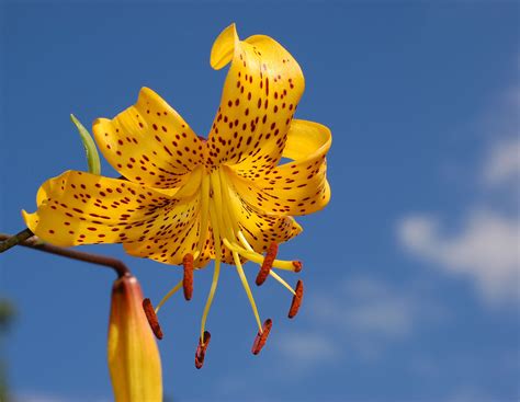 Lilium - Wikipedia