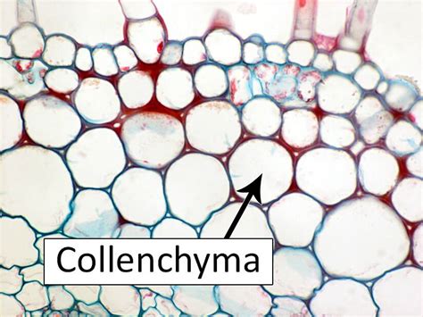 Cell Types, Collenchyma Cells