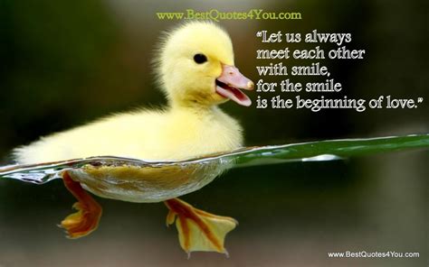 Baby Ducks Funny Quotes. QuotesGram