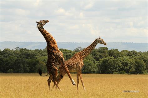 Matira Magazin / Archiv: Giraffes mating | Giraffen Paarung