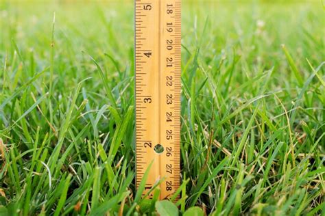 How Mower Height Affects Lawn Health