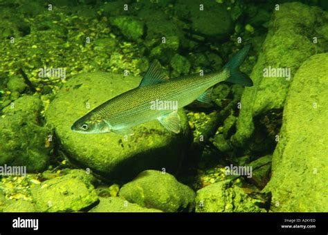 Cisco Whitefish, Coregonus sp Stock Photo - Alamy