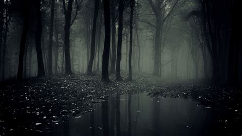 Dark Scary Forest Background