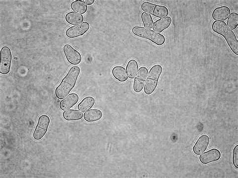 Germ Cells Under A Microscope