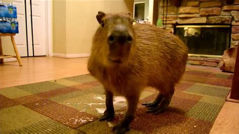 Pet Capybara Sloppily Devours a Bowl of Frozen Yogurt That Turns Into ...