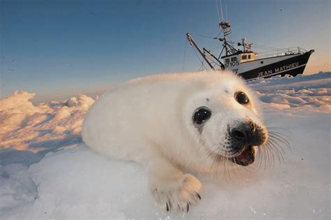 Harp Seal Pup Hunting