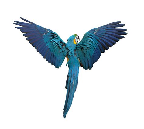 Bird Blue Flying Stock Photos, Pictures & Royalty-Free Images - iStock