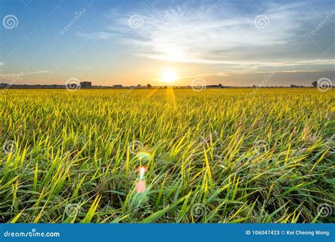 Padi Field Sunset stock image. Image of june, field - 106047423