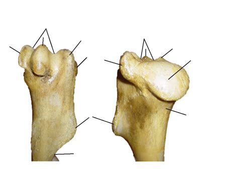 Equine Proximal Humerus Osteology Quiz