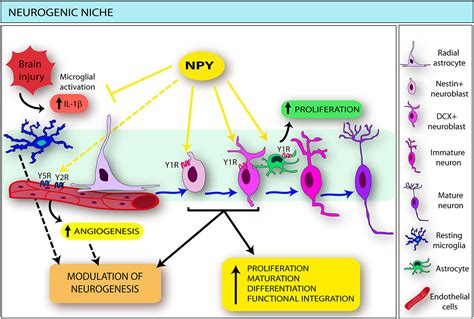 Frontiers | Cellular targets for neuropeptide Y-mediated control of adult neurogenesis