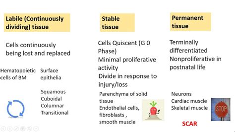 TISSUE REPAIR: General concepts & Mechanism of Regeneration - Pathology ...