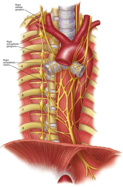 Thoracoscopic Sympathectomy - Thoracic Surgery Clinics