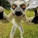 lemur Meme Generator - Imgflip