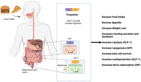 Molecules | Free Full-Text | Tirzepatide, a New Era of Dual-Targeted ...