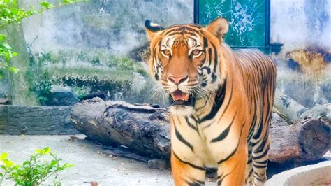 Thăm sở thú Sài Gòn 2021 - Tất cả các loài động vật trong Thảo Cầm Viên (Saigon Zoo 2021 ...