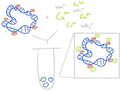 Calcium phosphate Nanoparticles and Aggregates - SciGine