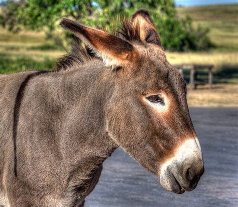 Donkeys: Traits, Behavior, and Habitat - My Animals