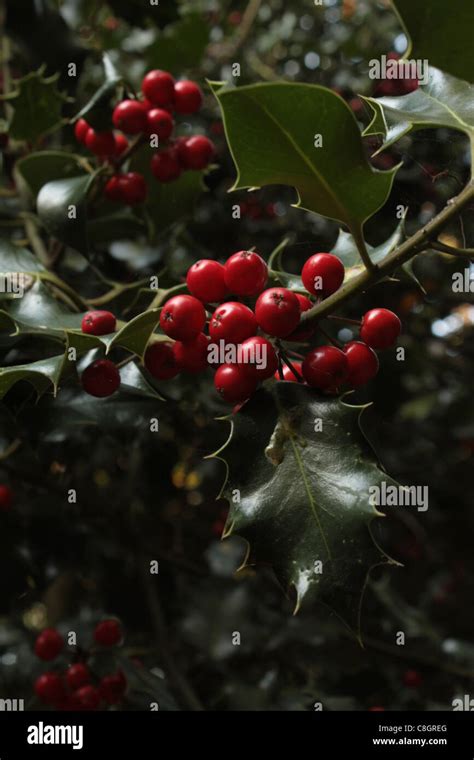 a bow of holly Stock Photo - Alamy