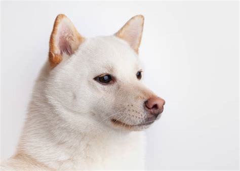 4,000+ White Shiba Inu Stock Photos, Pictures & Royalty-Free Images - iStock