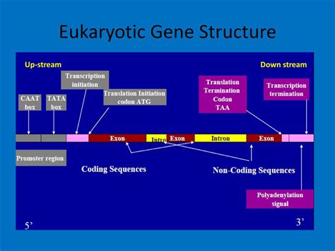 Eukaryotic Gene Structure