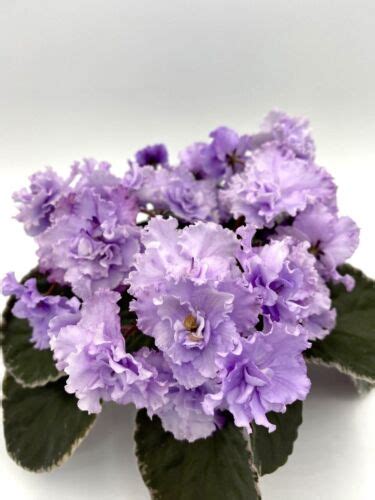 African Violet Hunter’s Kashmir Variegated Starter Std | eBay | African violets, African violets ...