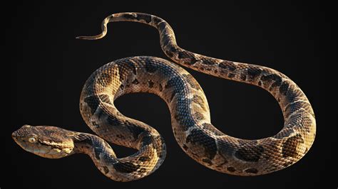 3D model realistic snake - TurboSquid | Животные, Монстров, Оружие ниндзя