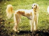 Saluki