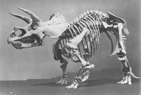 Discover the Fascinating Story of Smithsonian's Hatcher Triceratops