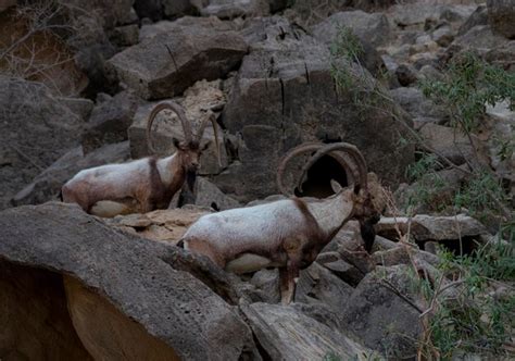 Premium Photo | Ibex or mountain goat in the habitat mountain goat or ...