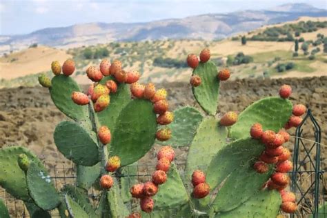 Edible Cactus Plants: Know What Cactus You Can Eat