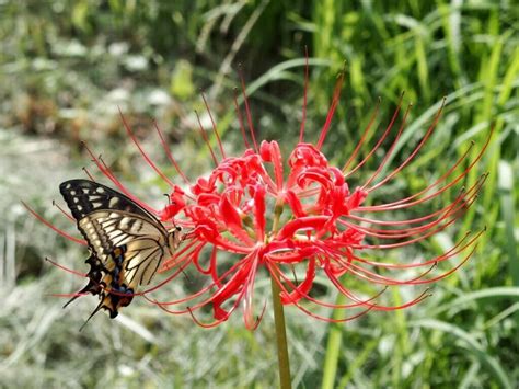 Red Spider Lily Meaning in the Language of Flowers - Petal Republic