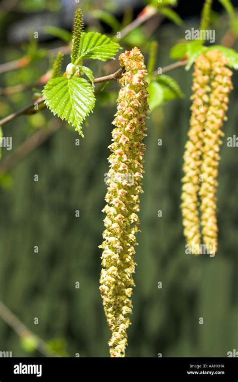 Catkin flower in early spring Stock Photo - Alamy