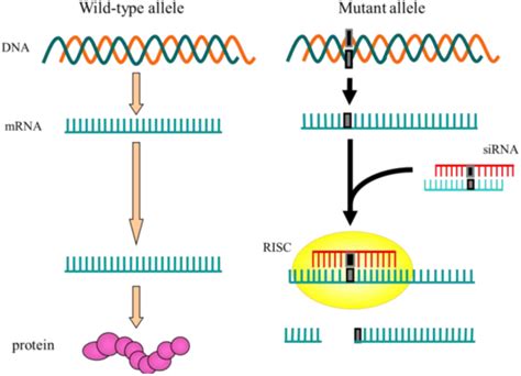 Pharmaceuticals | Free Full-Text | Disease-Causing Allele-Specific ...