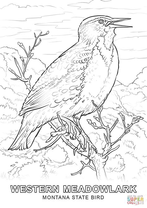 Montana State Bird coloring page | Free Printable Coloring Pages